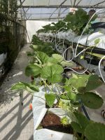 Erdbeerfarm, Cameron Highlands, Malaysia.jpeg