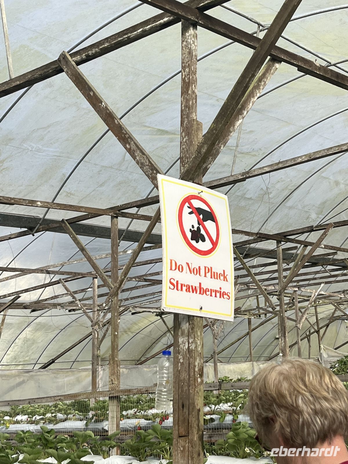 Erdbeerfarm, Cameron Highlands, Malaysia.jpeg