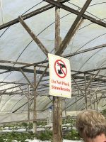 Erdbeerfarm, Cameron Highlands, Malaysia.jpeg