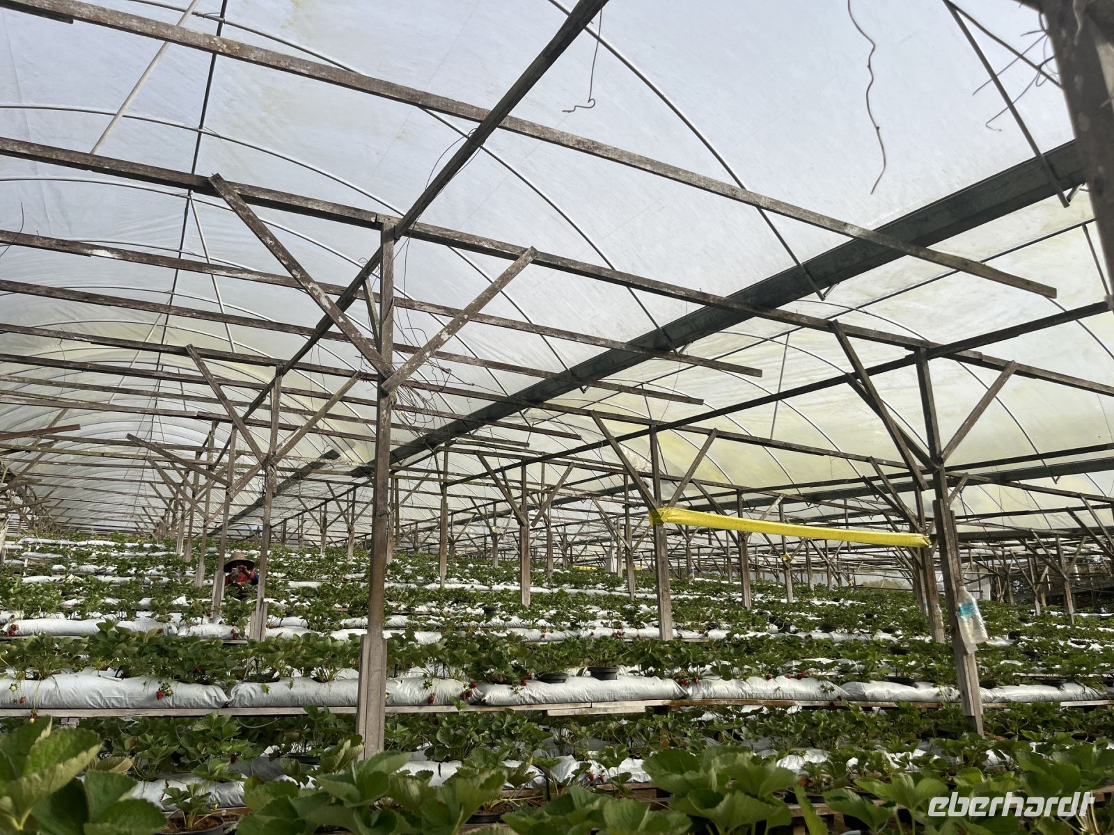 Erdbeerfarm, Cameron Highlands, Malaysia.jpeg