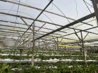 Erdbeerfarm, Cameron Highlands, Malaysia.jpeg