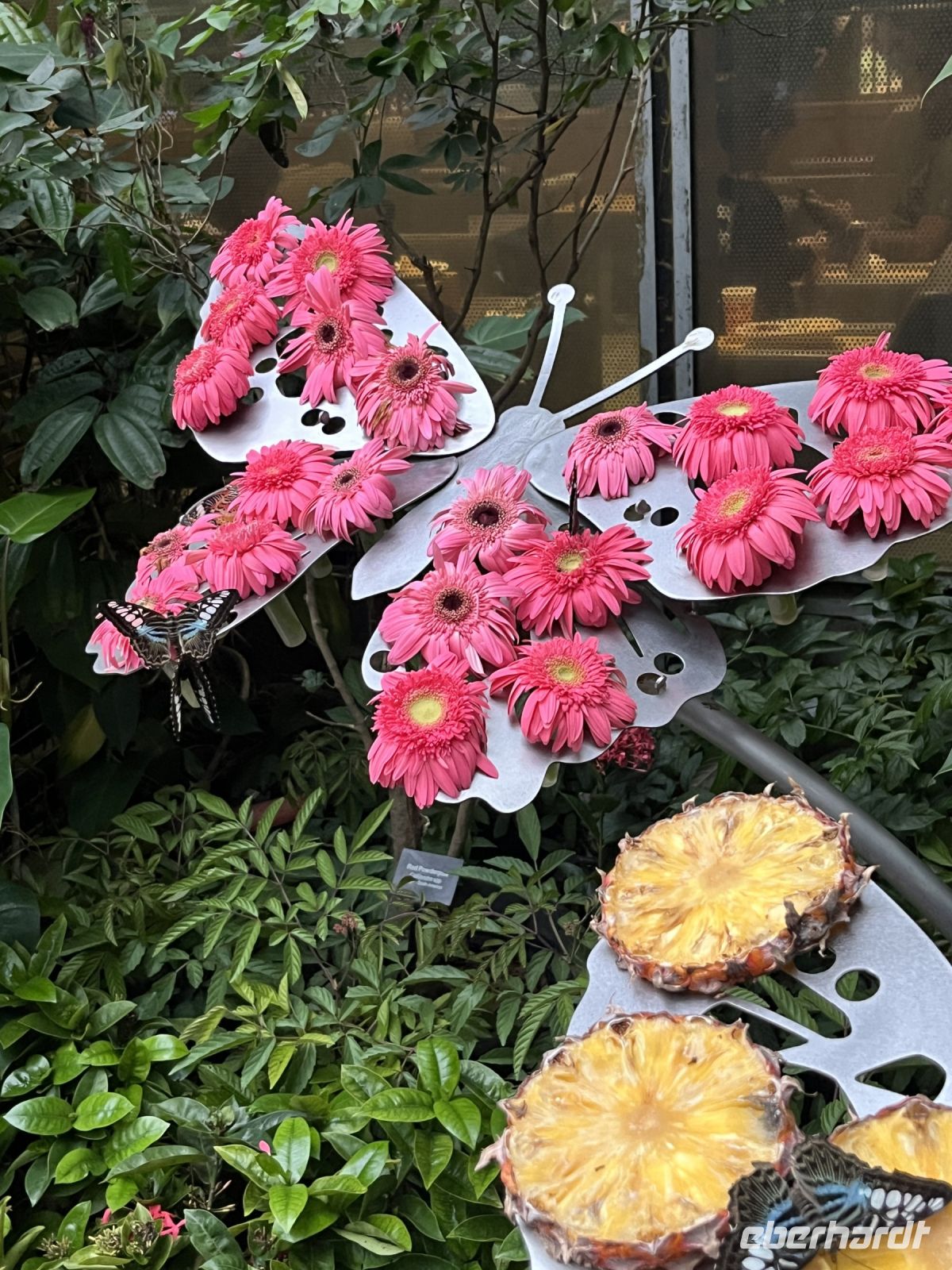 Schmetterlingshaus, Flughafen, Singapur.jpeg