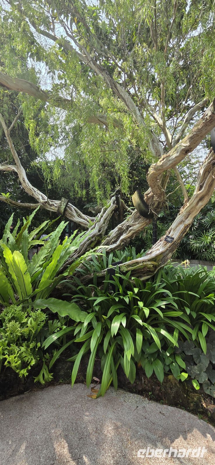 National Orchid Graden - Singapur