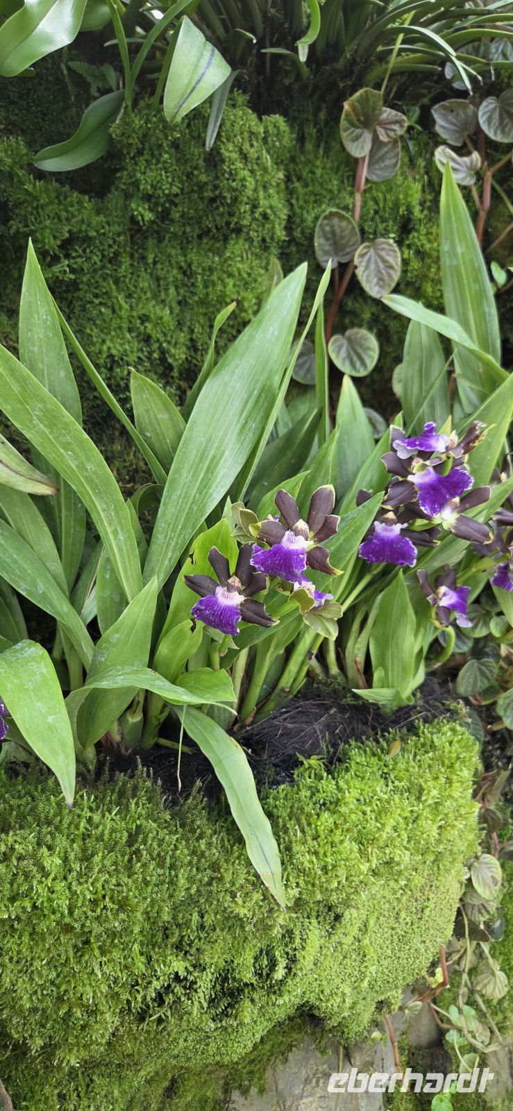 National Orchid Graden - Singapur