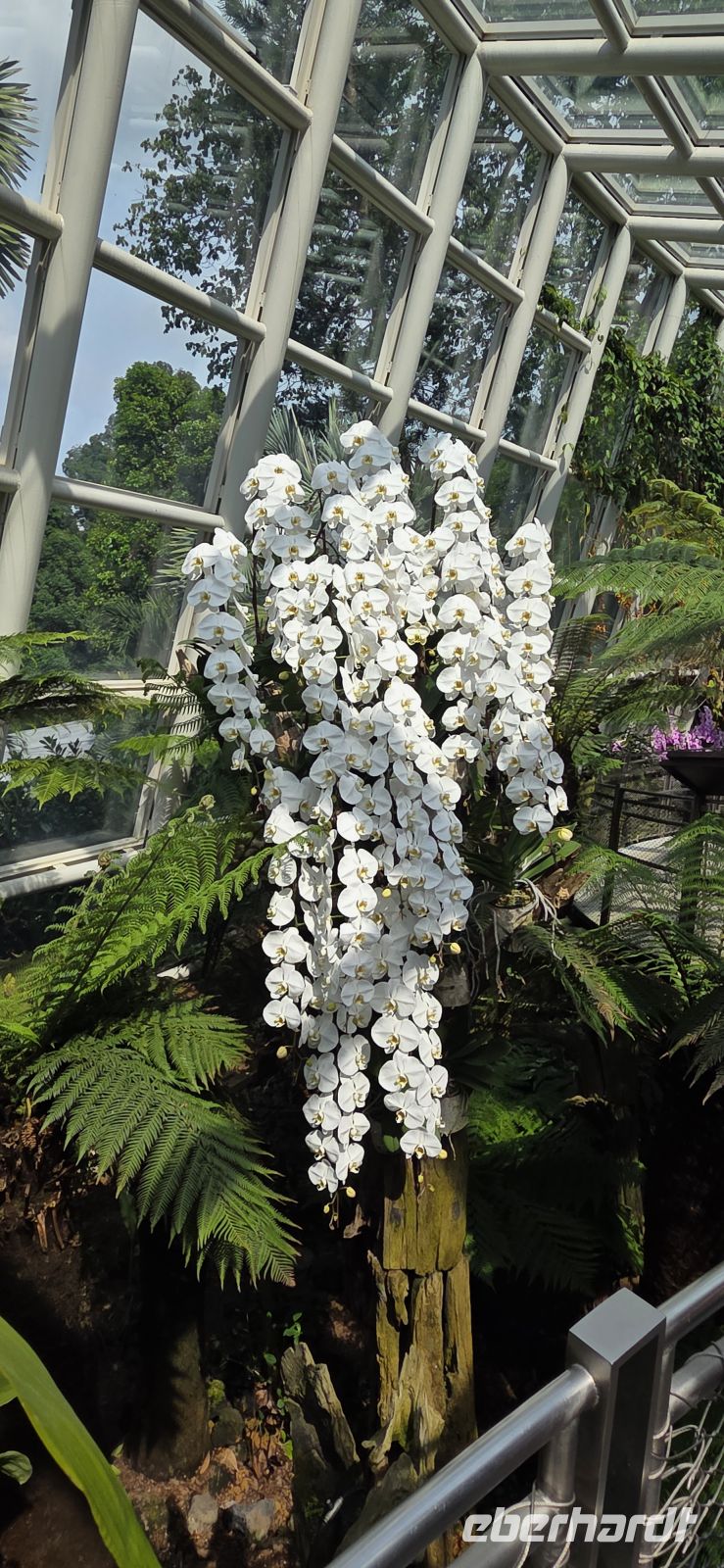 National Orchid Graden - Singapur