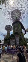  Supertree Grove - Singapur 
