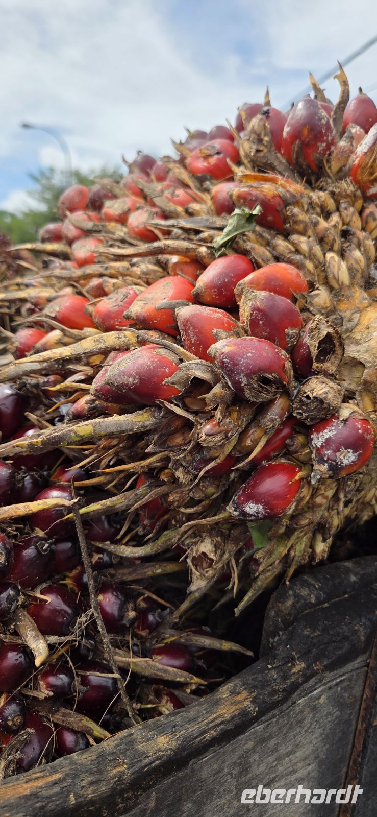 Ölpalmen-Früchte - Malaysia
