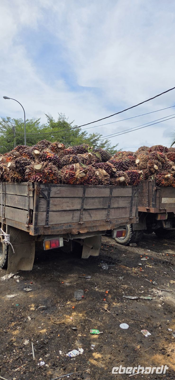 Ölpalmen-Früchte - Malaysia 
