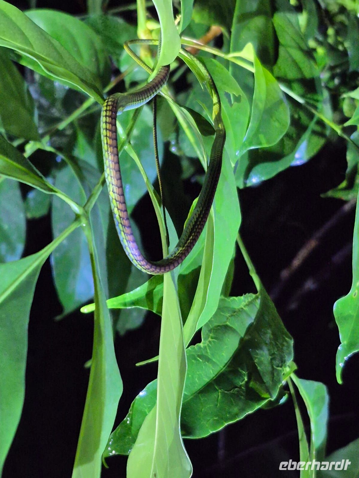 Taman Negara Nachtwanderung