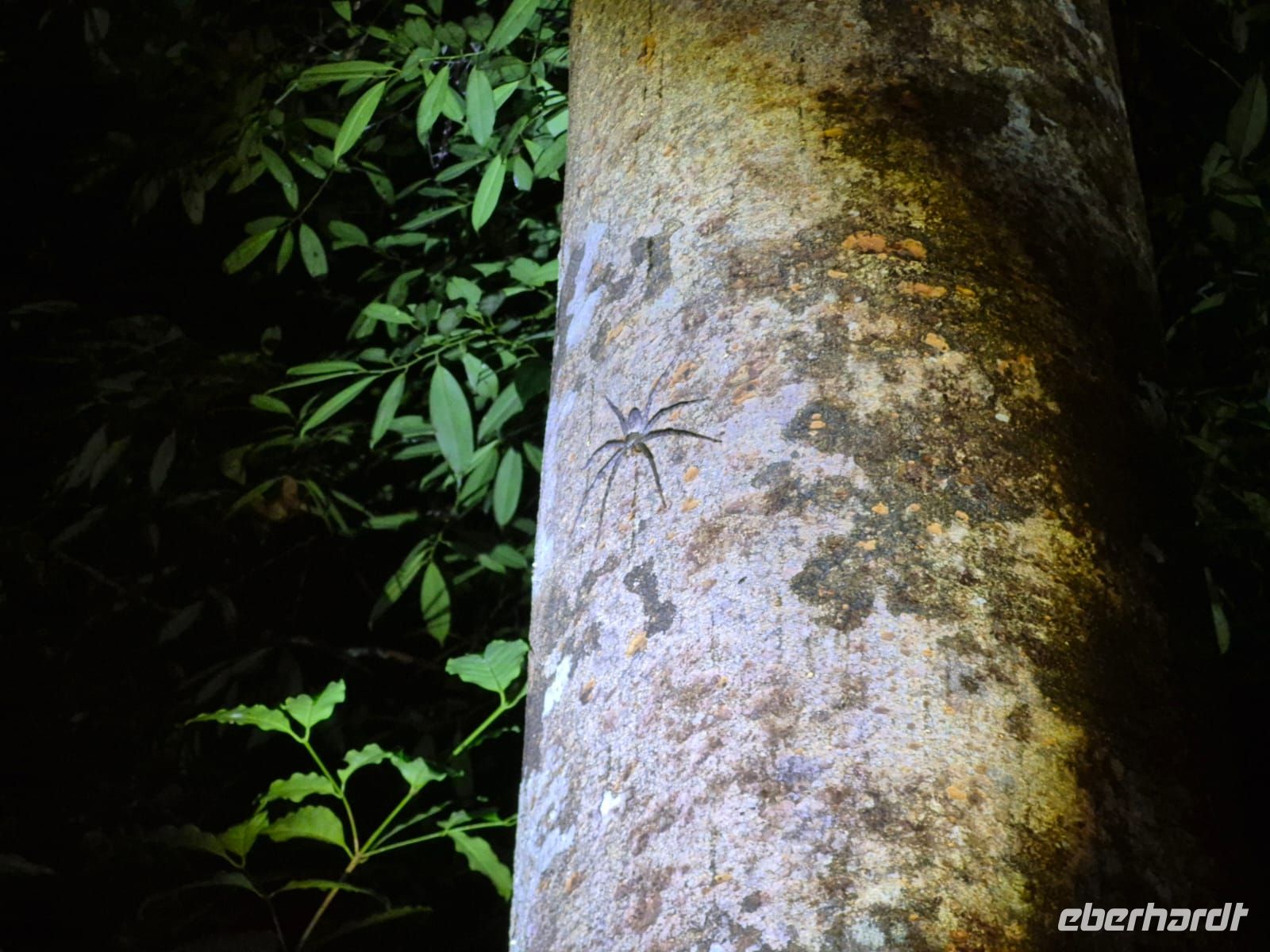 Taman Negara Nachtwanderung