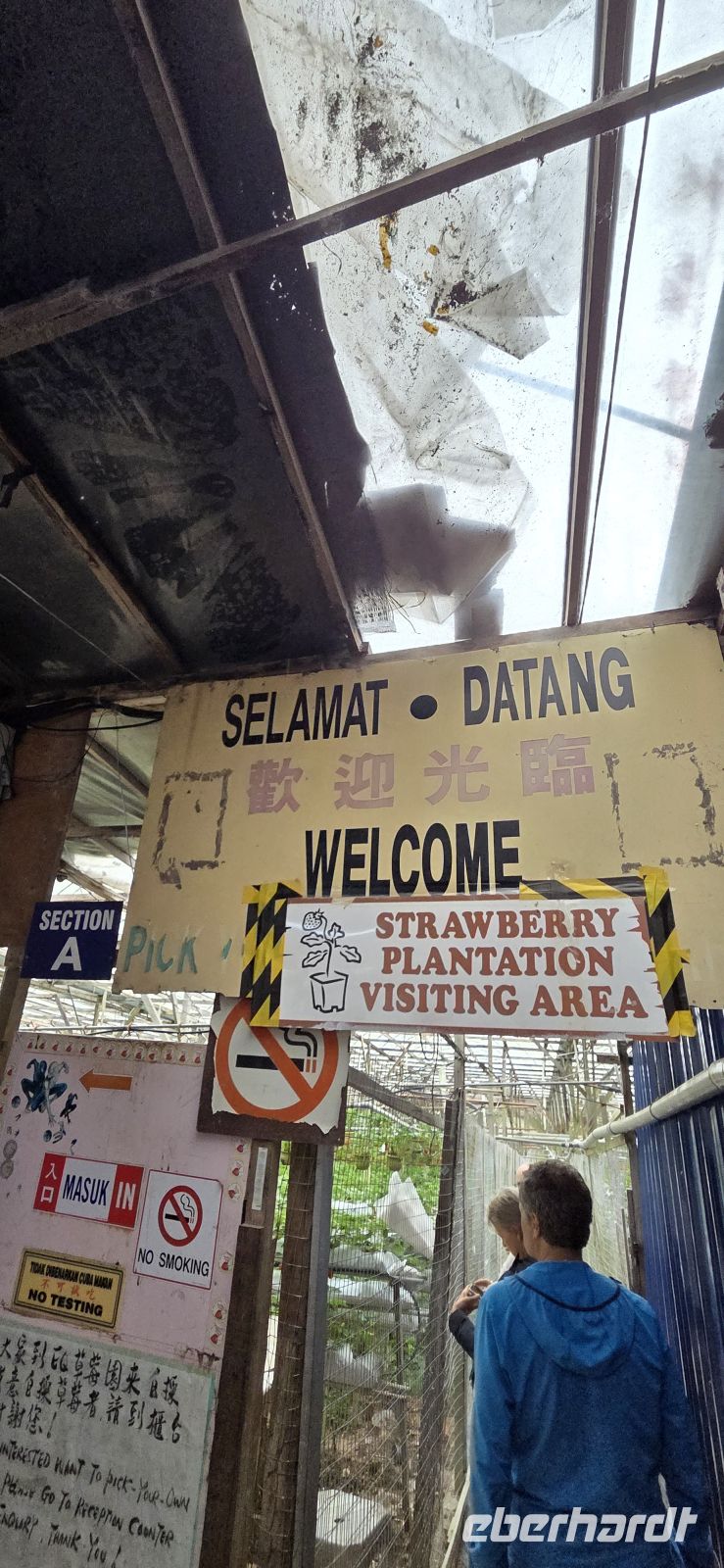 Erdbeerplantage - Cameron Highlands 