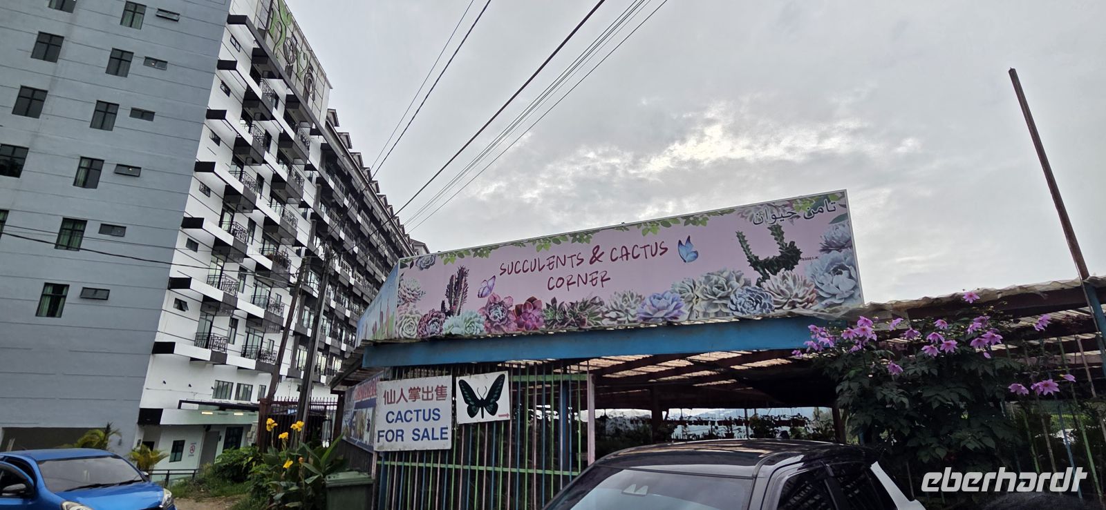 Succulents & Cactus Corner - Cameron Highlands