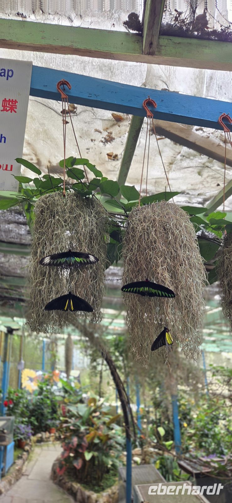 Succulents & Cactus Corner - Cameron Highlands