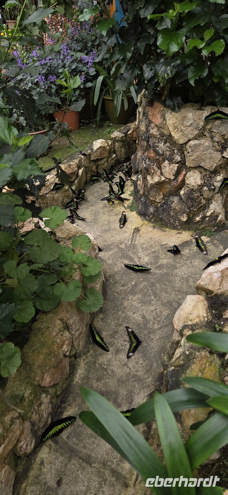 Succulents & Cactus Corner - Cameron Highlands