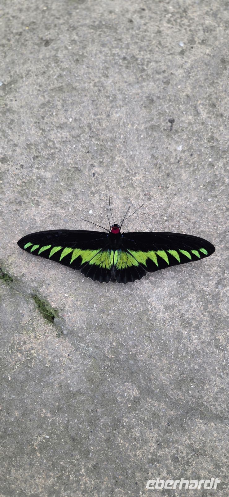 Succulents & Cactus Corner - Cameron Highlands