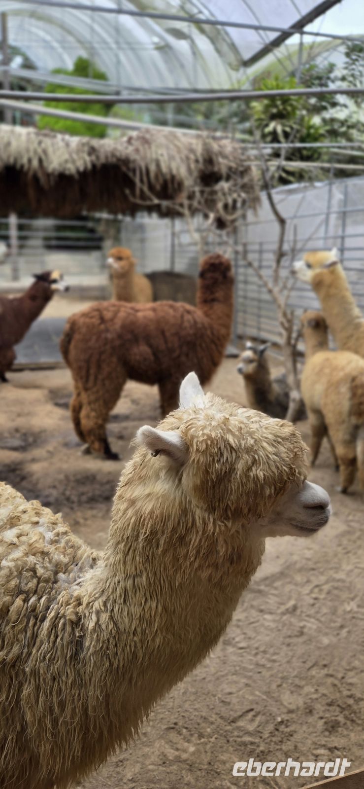Succulents & Cactus Corner - Cameron Highlands