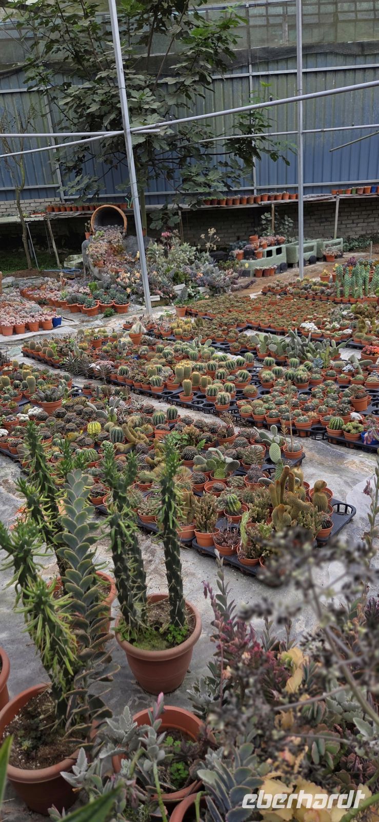 Succulents & Cactus Corner - Cameron Highlands