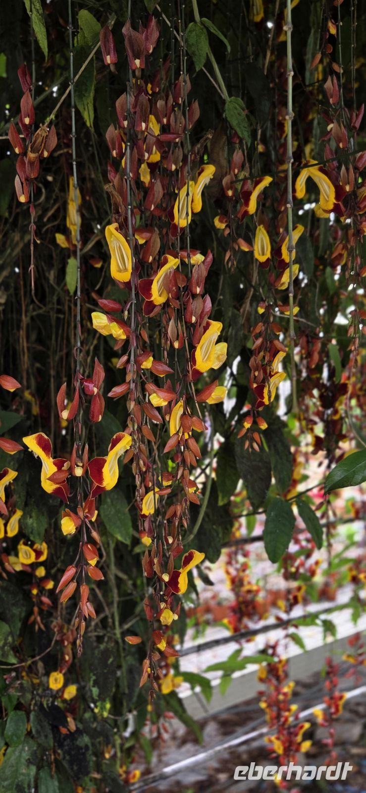 Succulents & Cactus Corner - Cameron Highlands