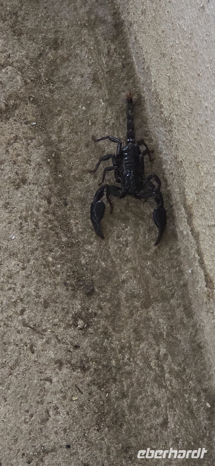 Succulents & Cactus Corner - Cameron Highlands