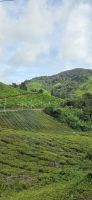 Boh Teeplantage - Cameron Highlands