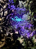 ...nächtliche Wanderung im Regenwald (1) &ndash; &copy; Thomas Krupp (Eberhardt TRAVEL)