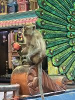 Batu Caves (5) &ndash; &copy; Thomas Krupp (Eberhardt TRAVEL)