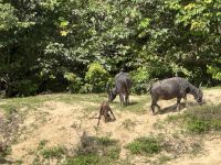 Mutiara Taman Negara NP (7) &ndash; &copy; Thomas Krupp (Eberhardt TRAVEL)