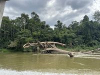 Mutiara Taman Negara NP (8) &ndash; &copy; Thomas Krupp (Eberhardt TRAVEL)