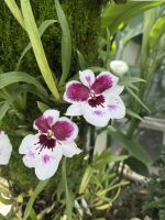 Orchideen Garten in Singapur (3) &ndash; &copy; Thomas Krupp (Eberhardt TRAVEL)