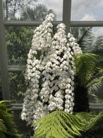 Orchideen Garten in Singapur (4) &ndash; &copy; Thomas Krupp (Eberhardt TRAVEL)