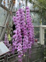 Orchideen Garten in Singapur (5) &ndash; &copy; Thomas Krupp (Eberhardt TRAVEL)