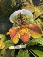 Orchideen Garten in Singapur (6) &ndash; &copy; Thomas Krupp (Eberhardt TRAVEL)