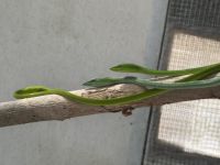 ...im Buttefly Garden (1) &ndash; &copy; Thomas Krupp (Eberhardt TRAVEL)