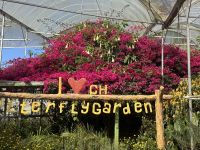 ...im Buttefly Garden (3) &ndash; &copy; Thomas Krupp (Eberhardt TRAVEL)