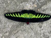 ...im Buttefly Garden (5) &ndash; &copy; Thomas Krupp (Eberhardt TRAVEL)