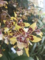 Orchid Park - Orchideen - Singapur &ndash; &copy; Marieta Beck (Eberhardt TRAVEL)