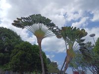 Fächerpalmen - in Malakka &ndash; &copy; Marieta Beck (Eberhardt TRAVEL)