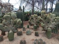Flower Dome - Kakteen - Singapur &ndash; &copy; Marieta Beck (Eberhardt TRAVEL)