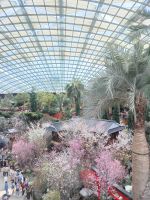 Die Japan Kirschblüte Ausstellung in Flower Dom - Singapur &ndash; &copy; Marieta Beck (Eberhardt TRAVEL)