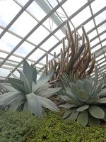 Flower Dom - Kakteen und andere Sukulenten -  Singapur &ndash; &copy; Marieta Beck (Eberhardt TRAVEL)