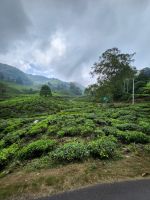 Teeplantagen soweit Auge reicht - Cameron Highlands - Brinchang &ndash; &copy; Marieta Beck (Eberhardt TRAVEL)