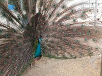 und Pfau in voller Schönheit -  Brinchang - Malaysia &ndash; &copy; Marieta Beck (Eberhardt TRAVEL)