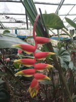 Schmetterling und Blumenpavillon - Brinchag - Malaysia &ndash; &copy; Marieta Beck (Eberhardt TRAVEL)