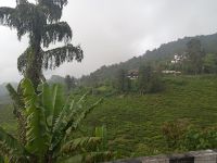 Teeplantagen  Cameron Highlands - Brinchang &ndash; &copy; Marieta Beck (Eberhardt TRAVEL)