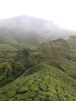 Teeplantagen  Cameron Highlands - Brinchang &ndash; &copy; Marieta Beck (Eberhardt TRAVEL)
