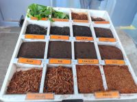 In verschiedene Teesorten verarbeitet - Tea Boh -Malaysia &ndash; &copy; Marieta Beck (Eberhardt TRAVEL)