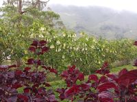 Trompeten Blumen vor den Teeplantagen - Cameron Highlands - Malaysia &ndash; &copy; Marieta Beck (Eberhardt TRAVEL)