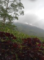 Teeplantagen in der Cameron Highlands - Malaysia  &ndash; &copy; Marieta Beck (Eberhardt TRAVEL)