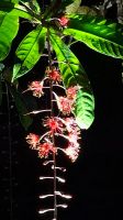 Die Nachtwanderung im Dschungel - Taman Negara - Malaysia &ndash; &copy; Marieta Beck (Eberhardt TRAVEL)