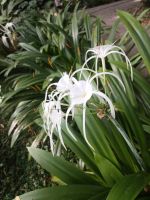 Pflanzenpracht  - Mutiara Taman Negara - Malaysia &ndash; &copy; Marieta Beck (Eberhardt TRAVEL)